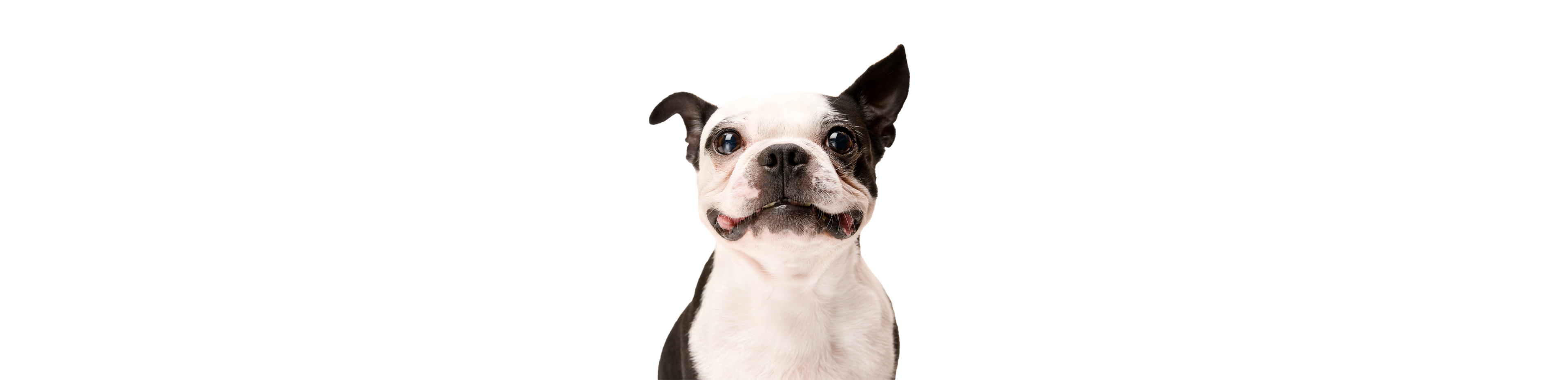 Black and white dog posing for the camera